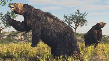 Kungkang tanah Foto: Brightside