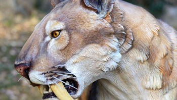 Saber-toothed Foto: Brightside