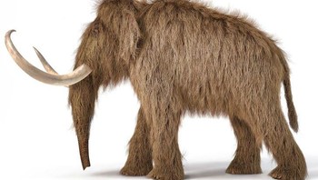Mammoth berbulu Foto: Brightside