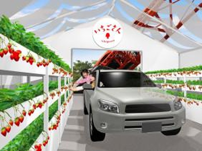 Jepang Terapkan Wisata Petik Stroberi Drive-Thru
