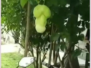 5 Temuan Makanan Mirip Penis Ini Hebohkan Netizen