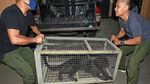 Masuk Perkampungan, Macan Tutul Ini Ditangkap