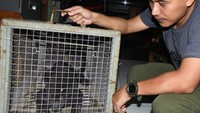 Macan Tutul (Panthera pardus) ini selanjutnya akan direhabilitasi di Balai Konservasi Bogor.