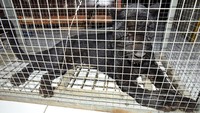 Seekor Macan Tutul (Panthera pardus) ditangkap Petugas Balai Konservasi Sumber Daya Alam (BKSDA) Banten di Serang, Selasa (15/12/2020).