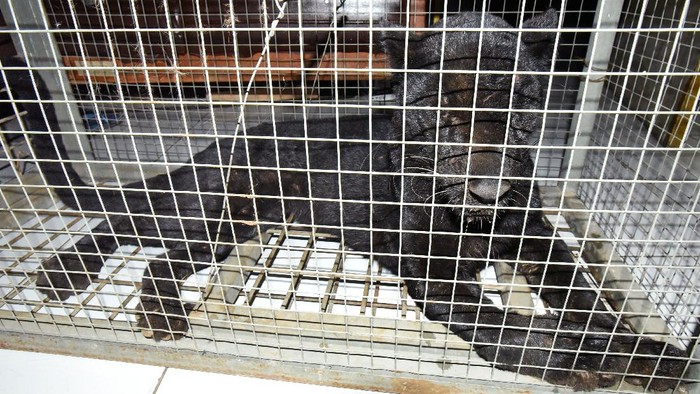 Petugas Balai Konservasi Sumber Daya Alam (BKSDA) Banten mengamankan Macan Tutul (Panthera pardus) di Serang, Banten, Selasa (15/12/2020). Hewan yang kerap meresahkan warga itu ditangkap di Kampung Dadap, Pandeglang, dan selanjutnya akan direhabilitasi di Balai Konservasi Bogor. ANTARA FOTO/Asep Fathulrahman/aww.