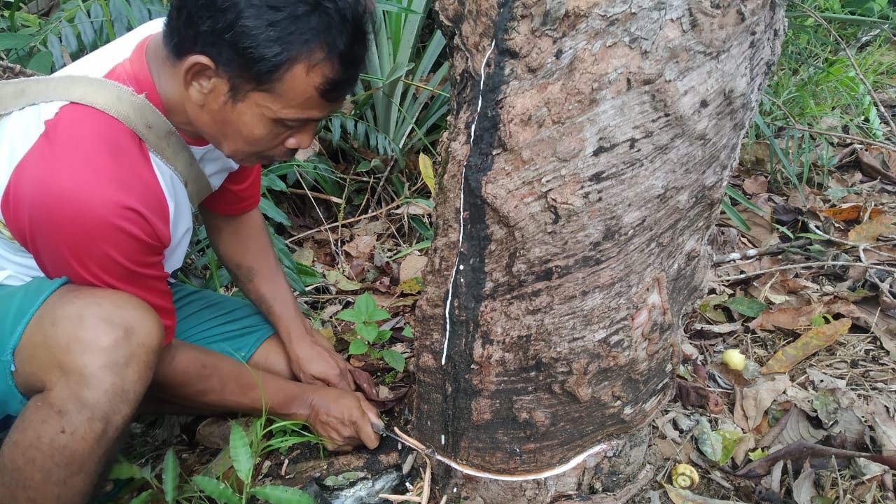 Petani karet di Sajingan Besar, Sambas, Kalbar