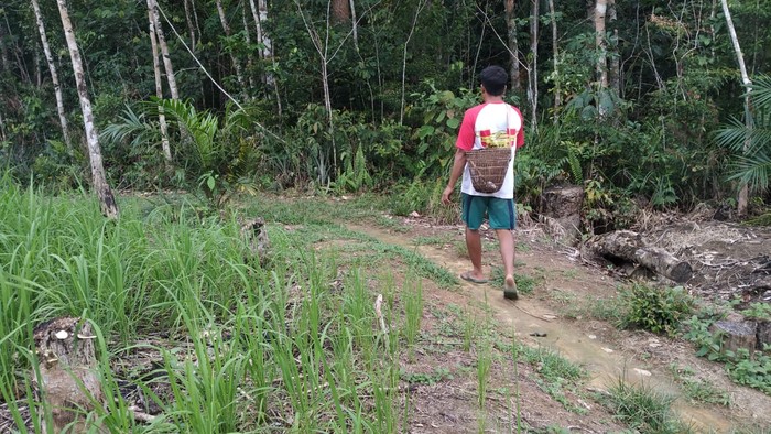 Petani karet di Sajingan Besar, Sambas, Kalbar