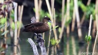 Hidup secara berkelompok baik kecil maupun besar, kawanan burung ini mencari makan di sekitar kawasan pesisir Jakarta.