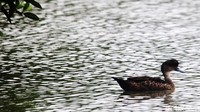 Burung pemakan ikan kecil dan udang ini banyak menghabiskan waktu di air.