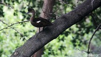 Hidupnya di pesisir Jakarta karena masih terdapat kawasan hutan Mangrove.