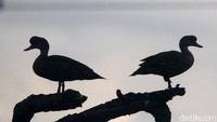 Dua burung Itik benjut (Anas gibberifrons) bertengger di batang pohon di kawasan pesisir Jakarta Utara, Selasa (15/12).