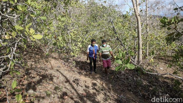 Irenius Prianbodo, mantri di BRI Cabang Kobalima, Kabupaten Malaka, Timor Tengah Selatan, NTT, menggunakan sepeda motornya menuju nasabah KUR BRI.