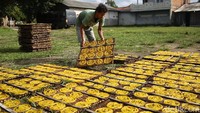 Seorang pekerja melakukan penjemuran kerupuk.