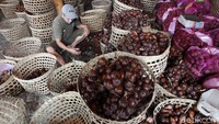Pekerja melakukan proses penyortiran buah salak di Desa Selorejo, Tempel, Sleman, Yogyakarta, Kamis (17/12/2020).