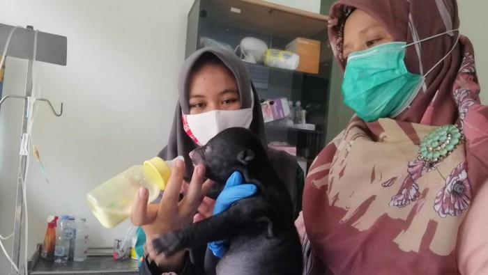 Bayi beruang yang diselamatkan BKSDA di Riau (dok. Istimewa)