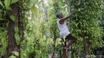 Berkebun Sirih untuk Melestarikan Tradisi