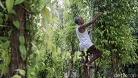 Yosep Nahek telah menjadi petani sirih sejak 2008 lalu.