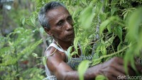 Kebun sirih Yosep Nahek seluas 2,5 hektar.