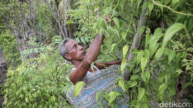 Yoseph Nahak (65), warga Kabupaten Malaka, Timor Tengah Selatan, NTT, tengah memetic sirih dikebun yang terletak dibelakang rumahnya. Sirih merupakan bagian dari adat istiadat Sebagian besar masyarakat di NTT.