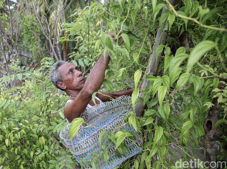 Berkebun Sirih untuk Melestarikan Tradisi