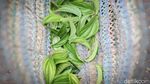 Berkebun Sirih untuk Melestarikan Tradisi