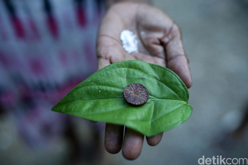 Yoseph Nahak (65), warga Kabupaten Malaka, Timor Tengah Selatan, NTT, tengah memetic sirih dikebun yang terletak dibelakang rumahnya. Sirih merupakan bagian dari adat istiadat Sebagian besar masyarakat di NTT.