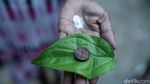 Berkebun Sirih untuk Melestarikan Tradisi