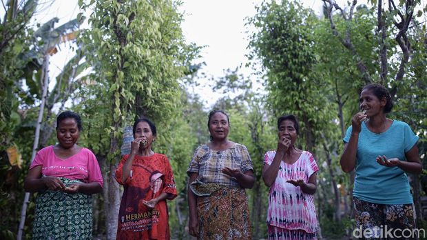 Yoseph Nahak (65), warga Kabupaten Malaka, Timor Tengah Selatan, NTT, tengah memetic sirih dikebun yang terletak dibelakang rumahnya. Sirih merupakan bagian dari adat istiadat Sebagian besar masyarakat di NTT.