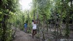 Berkebun Sirih untuk Melestarikan Tradisi