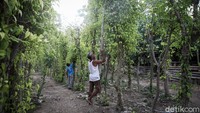 Yoseph Nahak sedang memetih sirih di kebunnya kawasan Timor Tengah Selatan, NTT.