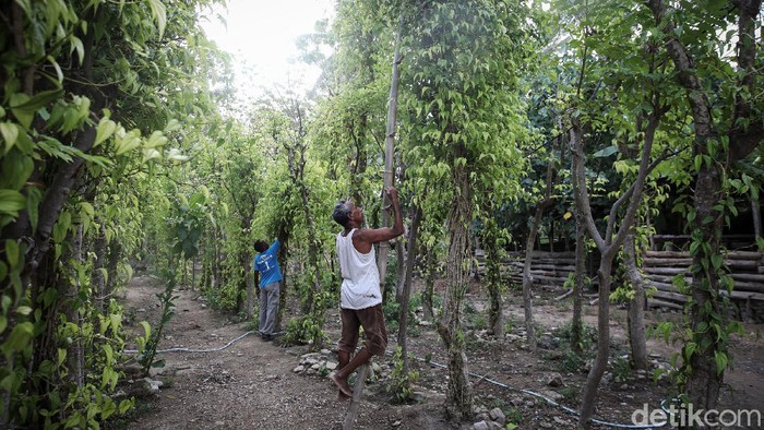 Yoseph Nahak (65), warga Kabupaten Malaka, Timor Tengah Selatan, NTT, tengah memetic sirih dikebun yang terletak dibelakang rumahnya. Sirih merupakan bagian dari adat istiadat Sebagian besar masyarakat di NTT.