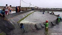 Pascakejayaan bisnis udang windu (panaeous monodon) pada periode 1986-1996 usaha tambak udang di Brebes seakan tenggelam. Beberapa tahun kemudian, pada awal 2000, petambak mulai dikenalkan dengan budi daya udang vaname. Budi daya udang windu maupun vaname, sama sama memiliki tingkat kerumitan yang tinggi. Ini jauh berbeda dengan budidaya ikan bandeng atau lainya, dimana petambak hanya tabur benih, memberi pakan dan tinggal menunggu panen.