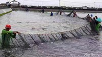 Untuk menekuni usaha ini pun petambak dituntut untuk teliti. Selain harus bisa memilih bibit yang bagus, petambak juga harus memantau kadar keasaman air (ph) agar udang tetap tumbuh sehat. Biaya yang dibutuhkan juga cukup tinggi untuk menunjang keberlangsungan hidup udang. Biaya tinggi ini dipakai untuk penyediaan listrik hingga puluhan ribuan watt sebagai penggerak kincir air dan melapisi area tambak dengan plastik khusus agar terhindar dari gulma. Sekali salah dalam mengelola budidaya ini, maka resiko kematian udang akan tinggi. Kerumitan inilah yang membuat sebagian petambak di Brebes enggan menekuni budidaya udang vaname.