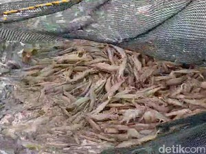 Eks Karyawan Kantoran Jadi Peternak Udang, Sekali Panen Rp 1 Miliar
