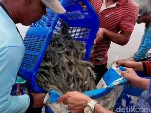 Mengintip Budi Daya Udang Vaname Ramah Lingkungan, Bagaimana Caranya?