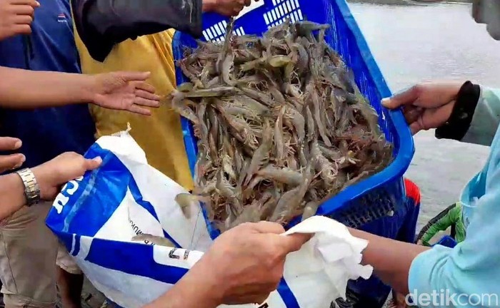 Budi daya udang Panama belum banyak digeluti kalangan petambak. Meski berpotensi peroleh untung tinggi, budi daya udang ini juga punya risiko gagal cukup tinggi