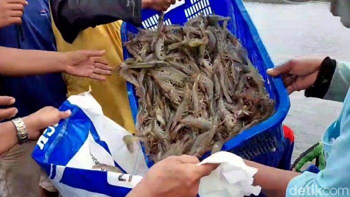 Budi daya udang Panama belum banyak digeluti kalangan petambak. Meski berpotensi peroleh untung tinggi, budi daya udang ini juga punya risiko gagal cukup tinggi