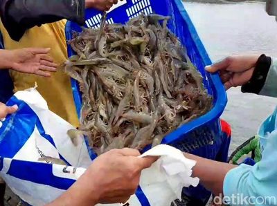 Bisnis Udang Vaname, Risiko Tinggi tapi Kantong Tebal