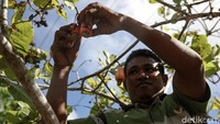 Arnoldus Iku menjadi peteni mete sejak 2011 lalu.