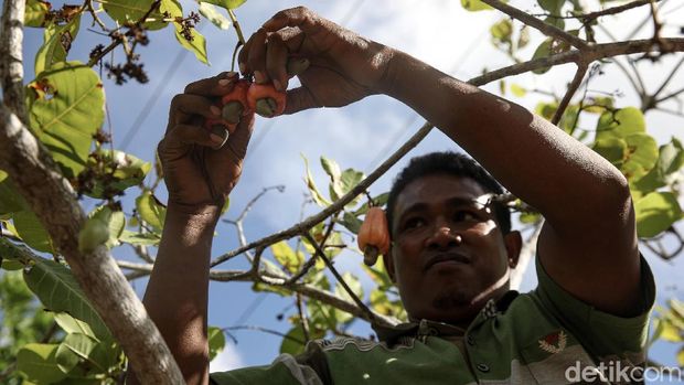 Arnoldus Iku (29), melakukan panen mete di kebunnya Kabupaten Malaka, NTT. Menjadi petani sejak 2011 lalu, kini Arnoldus bisa memanen mete seberat 1,5 ton.