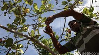 Arnoldus bisa memanen 1,5 ton mete di kebun seluas 1 hektar