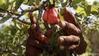 Hasil kebun itu dijual ke Atapupu dan Atambua.