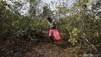 Omset kotor Arnoldus sebagai petani dan pengepul mete ini bisa mencapai Rp 20 juta setiap bulannya.