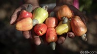 Menjadi petani sejak 2011 lalu, kini Arnoldus bisa memanen mete dari kebun seluas 1 hektar sebanyak 1,5 ton. Ikuti jelajah detikcom bersama BRI di tapalbatas.detik.com .