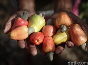 Potensi Oleh-oleh dari Malaka: Madu Hutan, Mete, Pisang, sampai Tuak Khas