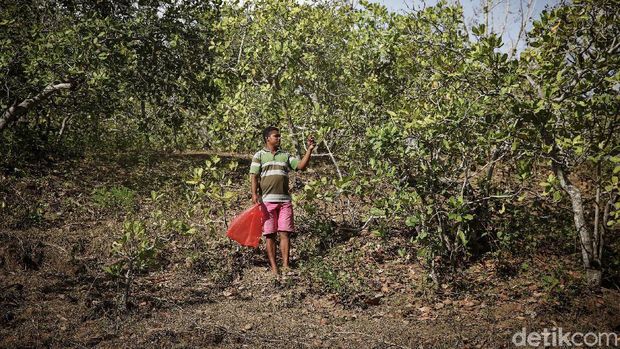 Arnoldus Iku (29), melakukan panen mete di kebunnya Kabupaten Malaka, NTT. Menjadi petani sejak 2011 lalu, kini Arnoldus bisa memanen mete seberat 1,5 ton.