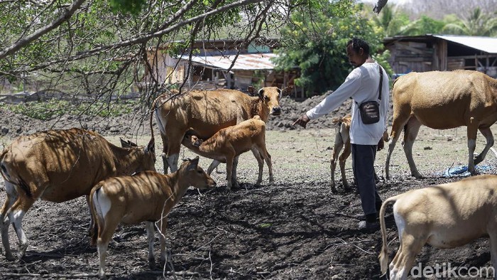 Jefriadi, salah seorang peternak sapi di Kabupaten Malaka, NTT. Jefriadi berhasil mengembangkan usaha peternakan sapinya atas bantuan pinjaman KUR sejak 2008.
