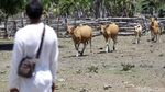 Foto: Melihat Peternakan Sapi Malaka