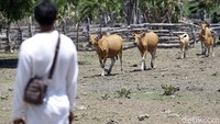 Sapi ini nantinya akan dijual ke pulau Jawa dan Sulawesi. 