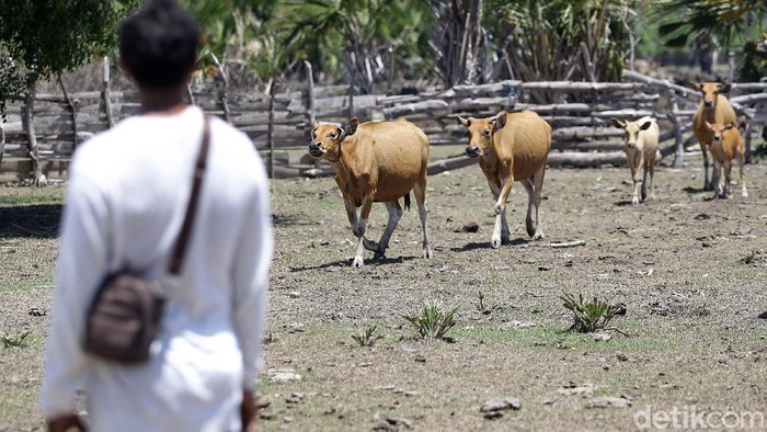 Jefriadi, salah seorang peternak sapi di Kabupaten Malaka, NTT. Jefriadi berhasil mengembangkan usaha peternakan sapinya atas bantuan pinjaman KUR sejak 2008.